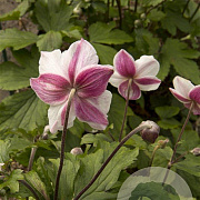 Anemone Dainty Swan GM P9