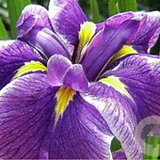 Iris e. 'Crystal Halo' GM P9