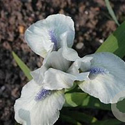 Iris (P) 'Westar' GM P9