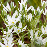 Ornithogalum umbellatum GM P9
