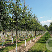Malus toringo 'Brouwers Beauty' 8-10 HO draadkluit