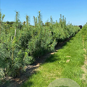 Pinus wallichiana 300-350 cm draadkluit solitair