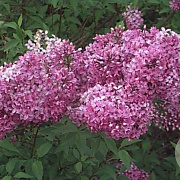 Syringa chinensis 50-60 cm 3,0L 3-4 tak