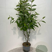 Cornus alba 80-100 cm 5,0L