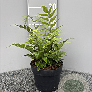 Cyrtomium fortunei GM 2,0L