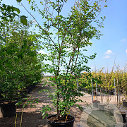 Prunus accolade 250-300 cm container meerstammig opgekroond