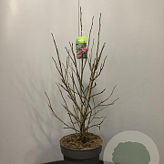 Magnolia 'Susan' 60-80 cm 10L