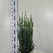 Taxus media 'Hillii' 80-100 cm met kluit
