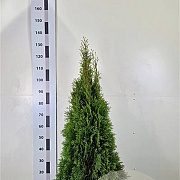 Thuja occ. 'Smaragd' 100-120 cm met kluit