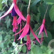 Fuchsia magellanica GM P9