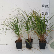 Calamagrostis brachytricha GM P9