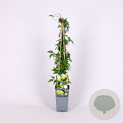 Clematis orientalis 70 cm 2,0L