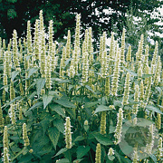 Agastache rugosa 'Alabaster' GM P9
