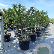 Osmanthus burkwoodii 150-175 cm draadkluit meerstammig