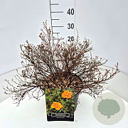 Potentilla f. 'Red Ace' 40-60 cm 10L
