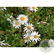 Aster ageratoides 'Stardust' GM P9