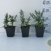 Aster (D) 'Prof. Anton Kippenberg' GM P9