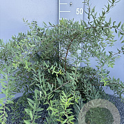 Spiraea cinerea 'Grefsheim' 60-80 cm 5,0L