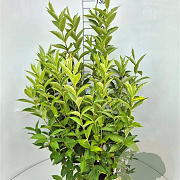 Weigela 'Candida' 100-120 cm 10L