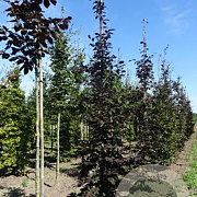 Fagus syl. 'Atropunicea' 8-10 HO draadkluit geveerd