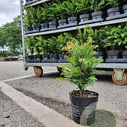 Taxus baccata 20-30 cm 2,0L