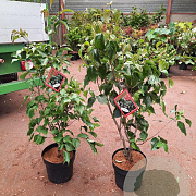 Cornus kousa chinensis 80-100 cm 7,5L