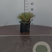 Festuca glauca GM 2,0L