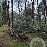 Rhododendron 'Cunningham's White' 200-250 cm met kluit boskwaliteit