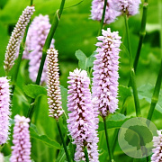 Persicaria bistorta 'Superba' GM P9