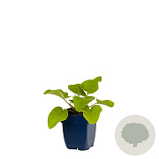 Phlomis russeliana GM  P11