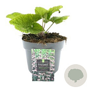 Phlomis tuberosa 'Amazone' GM 2,0L