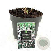 Phlomis tuberosa 'Amazone' GM 2,0L