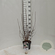 Deutzia scabra 'Codsall Pink' 30-40 cm 3,0L