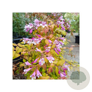 Kolkwitzia amabilis 'Maradco' 25-30 cm 2,0L