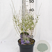Perovskia atripl. Silvery Blue 30-40 cm 3,0L