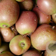 Actinidia arguta 'Ananasnaya' 80-100 cm 2,0L