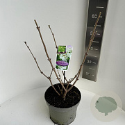 Sambucus nigra Golden Tower 40-50 cm 5,0L