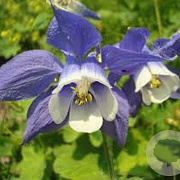 Aquilegia 'Spring Magic Blue White' GM P9