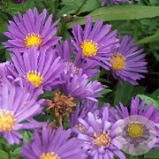 Aster 'Samoa' GM P9