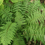 Athyrium f.-f. 'Lady in Red' GM P9