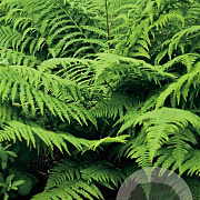 Athyrium f.-f. 'Rotstiel' GM P9