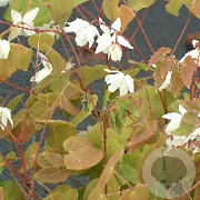 Epimedium y. 'Niveum' GM P9
