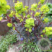 Euphorbia amygdal. 'Redbud' GM P9