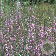 Lythrum sal. 'Blush' GM P9