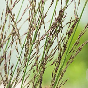 Molinia caerulea 'Carmarthen' GM P9