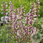 Nepeta 'Florina' GM P9