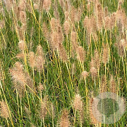 Pennisetum al. 'Gelbstiel' GM P9