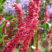 Persicaria a. 'Dikke Floskes' GM P9