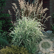 Phalaris arund. 'Feesey' GM P9