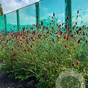 Sanguisorba 'Beetlewings' GM P9